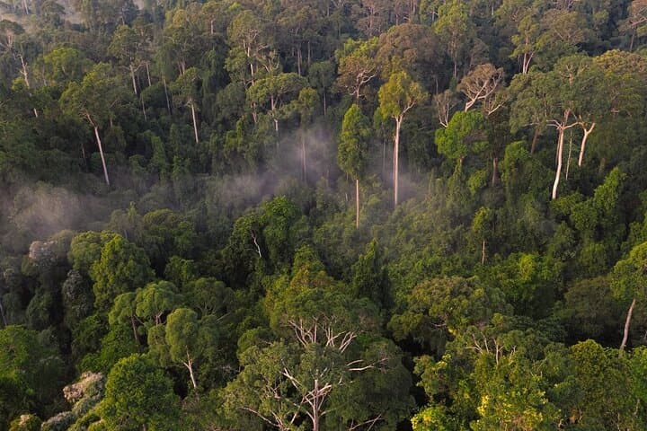 Sandakan Wildlife Day: Sepilok Orangutan, Proboscis Monkeys & Sun Bears photo 2