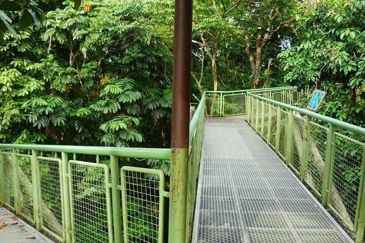 Sandakan Wildlife Day: Sepilok Orangutan, Proboscis Monkeys & Sun Bears photo 6