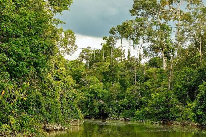 Kinabatangan River Wildlife Cruise: 3-Day River Safari from Sandakan photo 6