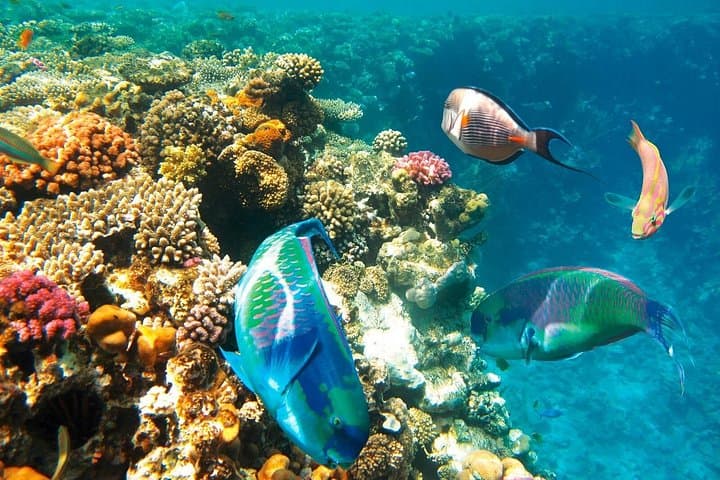 Sharm El Sheikh Submarine Ride: Red Sea Underwater Tour with Hotel Transfer photo 2