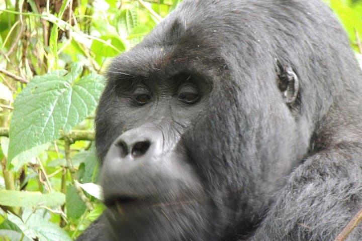 10-Day Uganda Wildlife Safari — Gorilla Trekking in Bwindi, Chimps in Kibale & Murchison Falls photo 1