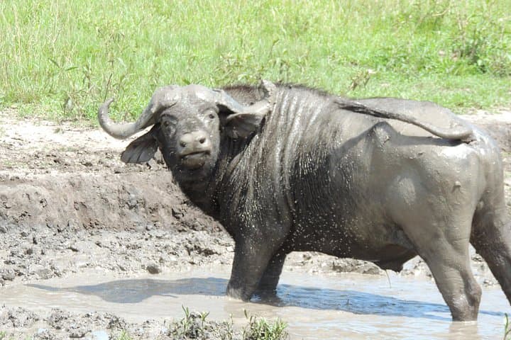 10-Day Uganda Wildlife Safari — Gorilla Trekking in Bwindi, Chimps in Kibale & Murchison Falls photo 2