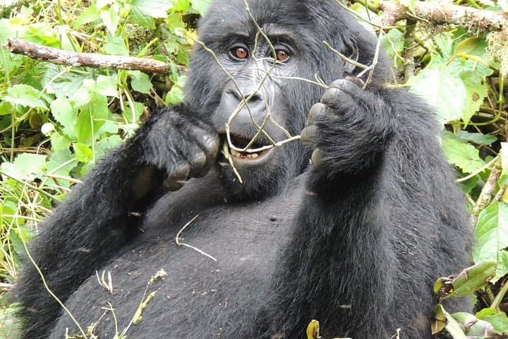 10-Day Uganda Wildlife Safari — Gorilla Trekking in Bwindi, Chimps in Kibale & Murchison Falls photo 4
