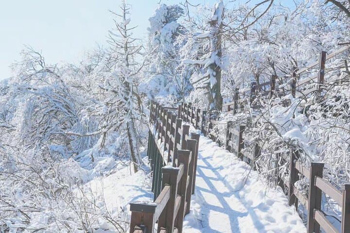 Balwangsan Cable Car & Samyang Ranch: Skywalk, Summit Views and Korea’s Largest Ranch in a Day photo 5