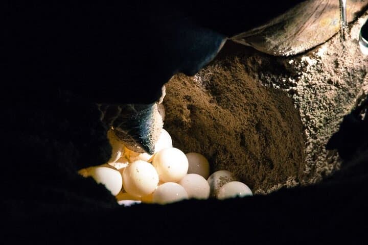 2D1N Selingan Turtle Island Tour — Night Nesting & Snorkel Experience photo 6