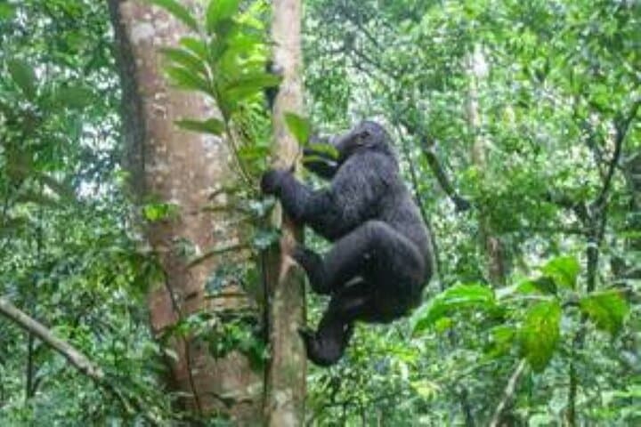 3-Day Gorilla Trek in Bwindi Impenetrable Forest — Mountain Gorilla Encounter photo 3