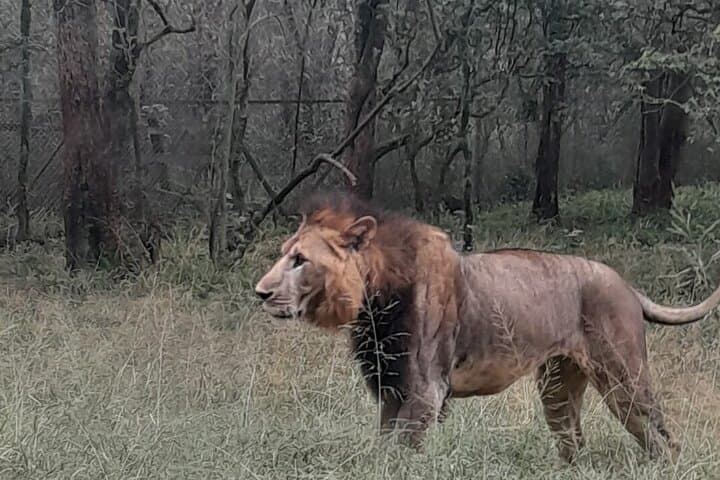 Explore Nairobi Safari Walk: A Half-Day Urban Wildlife Adventure photo 5