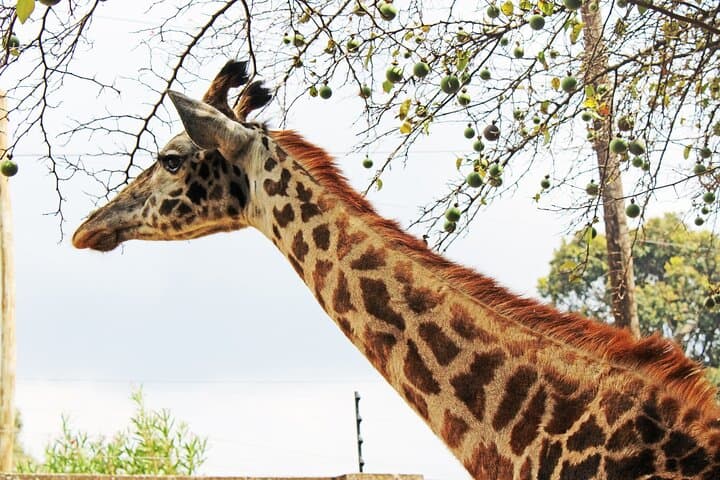 Explore Nairobi Safari Walk: A Half-Day Urban Wildlife Adventure photo 4