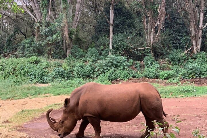 Explore Nairobi Safari Walk: A Half-Day Urban Wildlife Adventure photo 6