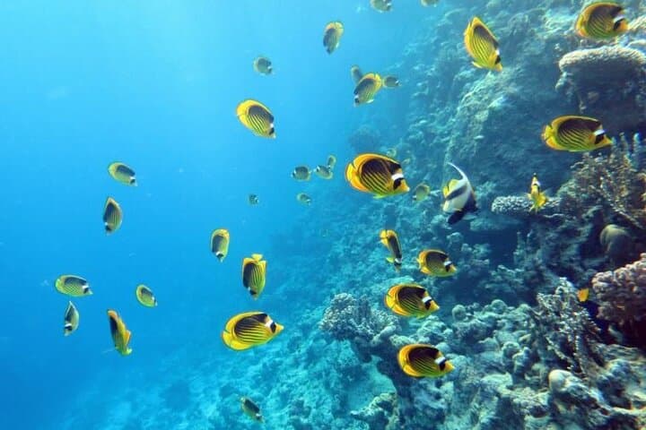 Ras Mohamed & White Island: Full-Day Snorkel Cruise from Sharm El-Sheikh photo 3