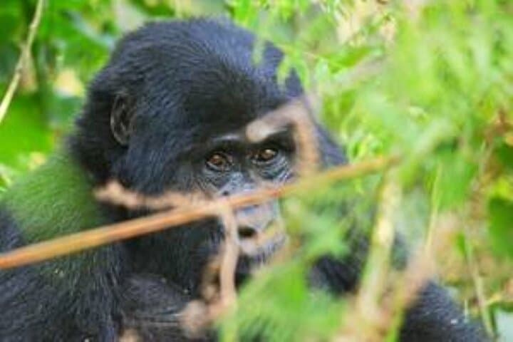 3-Day Gorilla Trek in Bwindi Impenetrable Forest — Mountain Gorilla Encounter