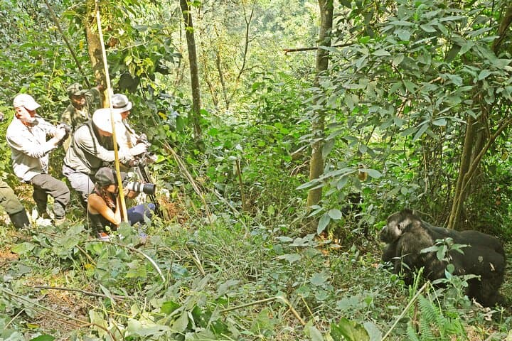 3-Day Gorilla Trek in Bwindi Impenetrable Forest — Mountain Gorilla Encounter photo 4