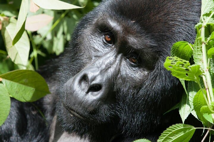 3-Day Gorilla Trek in Bwindi Impenetrable Forest — Mountain Gorilla Encounter photo 6