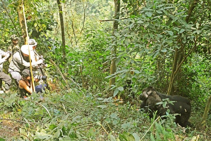 3-Day Gorilla Trekking in Bwindi Impenetrable Forest and Lake Bunyonyi photo 5