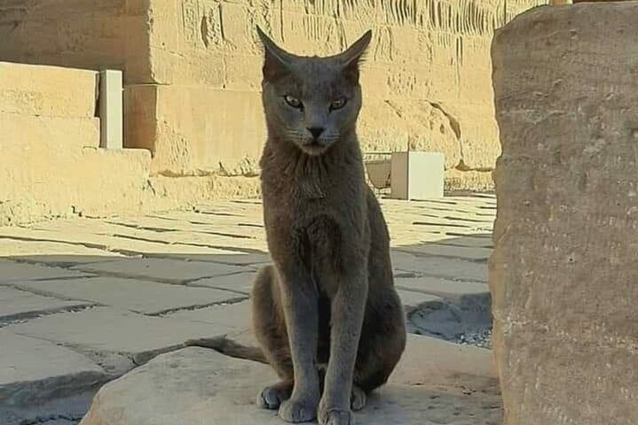 Giza Pyramids VIP Tour with ATV Quad Bike and Camel Ride photo 2