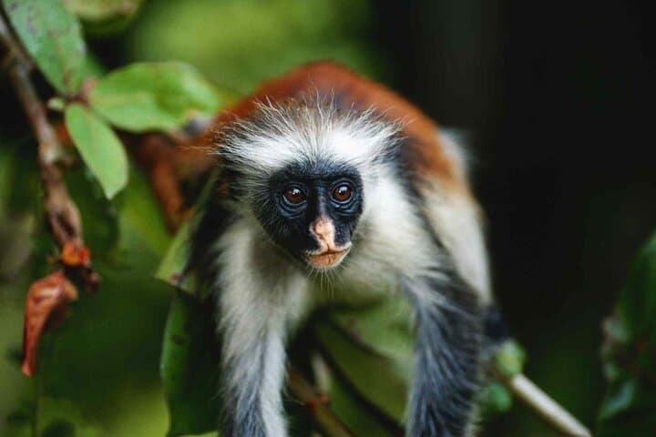 Zanzibar Jozani Forest, Sea Turtle Sanctuary & The Rock Restaurant Day Tour photo 2