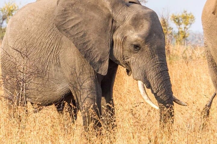Full-Day Kruger Game Drive: Big Five Safari from Hazyview