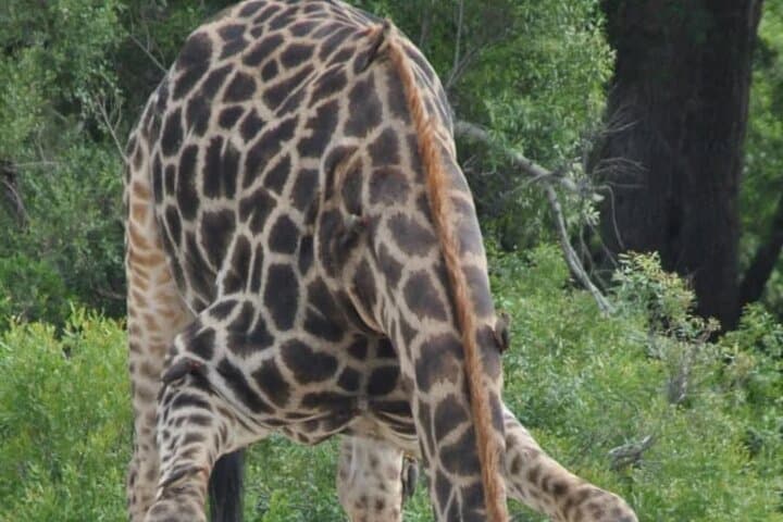 Full-Day Kruger Game Drive: Big Five Safari from Hazyview photo 3
