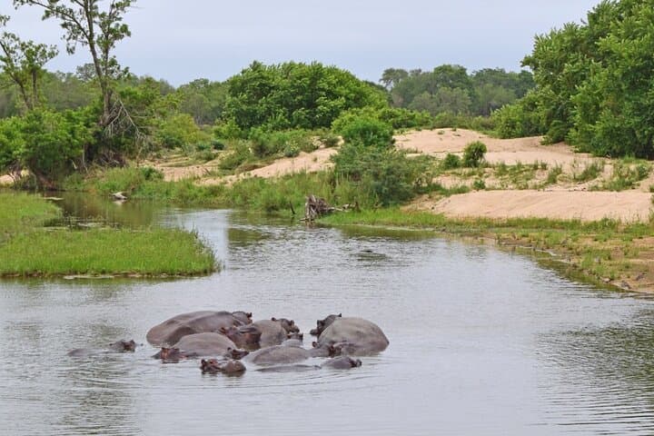 Full-Day Kruger Game Drive: Big Five Safari from Hazyview photo 5