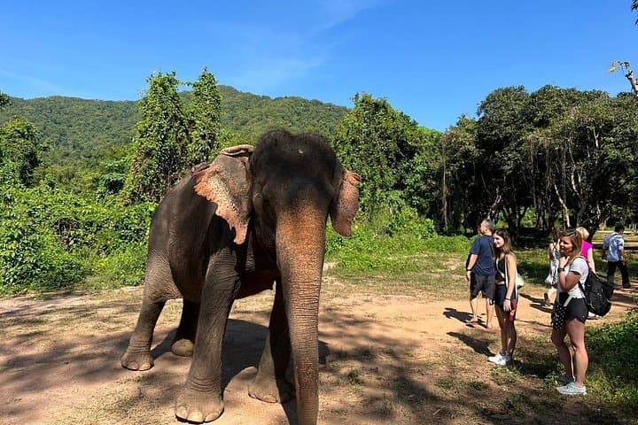 Day with Gentle Giants: Ethical Elephant Watching from Bangkok to Pattaya photo 1