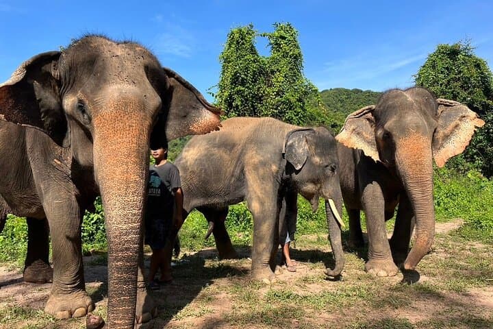 Phuket Cultural Sightseeing Tour with Ethical Elephant Sanctuary Visit