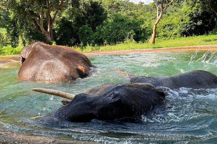 Day with Gentle Giants: Ethical Elephant Watching from Bangkok to Pattaya photo 3