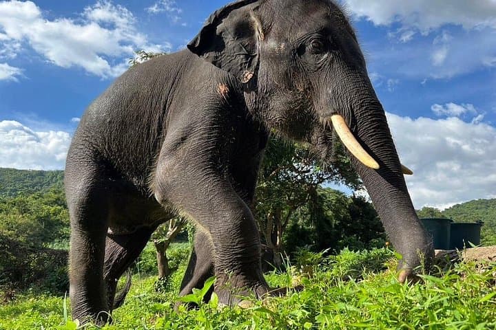 Day with Gentle Giants: Ethical Elephant Watching from Bangkok to Pattaya photo 4
