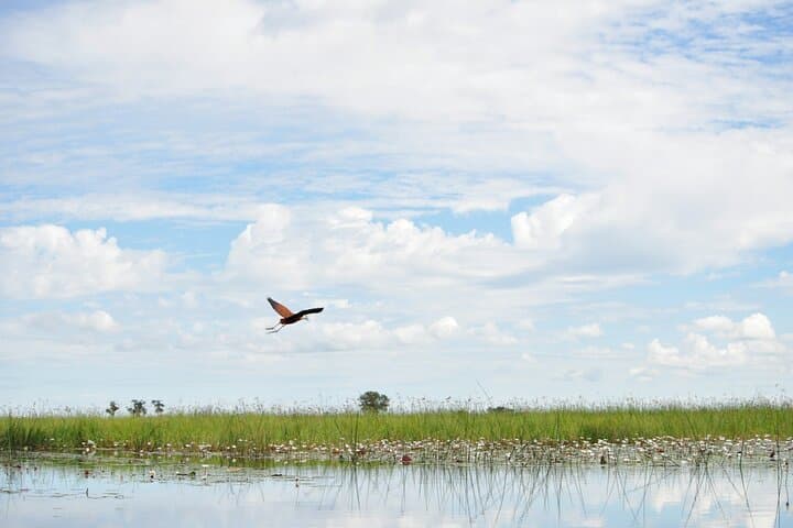 Full-Day Okavango Mokoro Tour from Maun — Mokoro Canoe, Island Picnic & Guided Walk photo 2