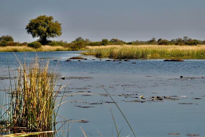 Full-Day Okavango Mokoro Tour from Maun — Mokoro Canoe, Island Picnic & Guided Walk photo 3