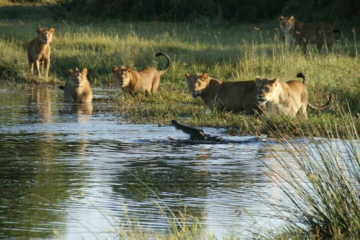 Full-Day Okavango Mokoro Tour from Maun — Mokoro Canoe, Island Picnic & Guided Walk photo 4
