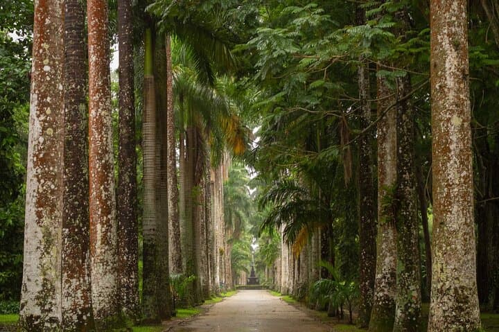 Rio's Green Heart: Botanical Garden Walk and Tijuca Forest Trails