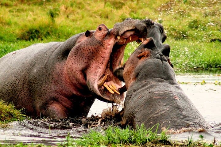 St. Lucia Estuary Hippo & Croc Cruise — From Durban to iSimangaliso photo 2