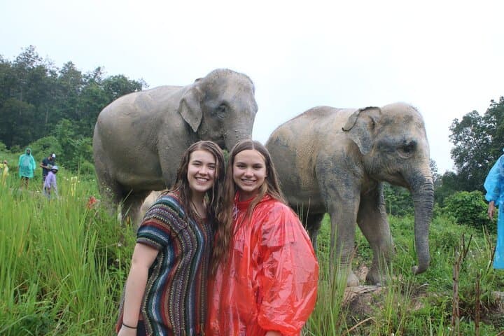 Chiang Mai Ethical Elephant Sanctuary Half-Day Tour: Meet Rescued Elephants
