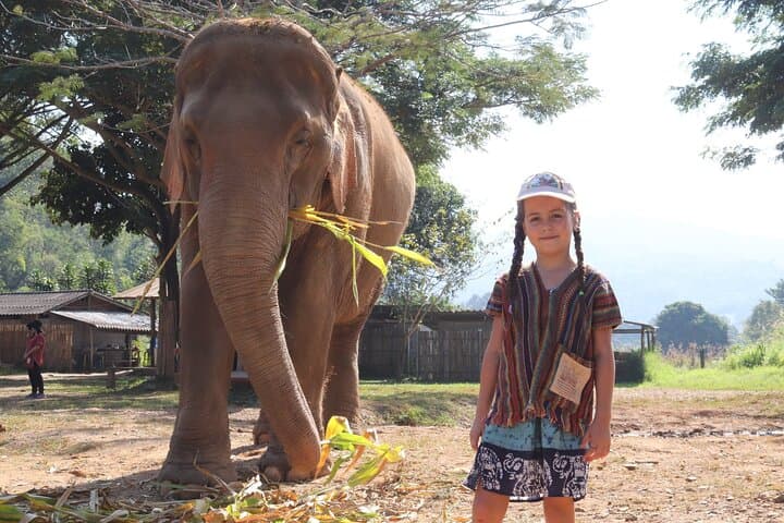 Chiang Mai Ethical Elephant Sanctuary Half-Day Tour: Meet Rescued Elephants photo 5