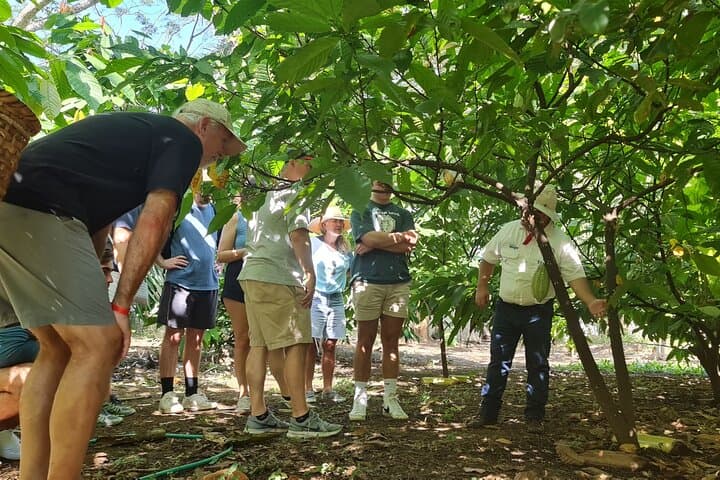 Tio Leo Coffee Tour: Hands-On Coffee, Chocolate & Sugarcane Farm Experience Near Liberia photo 6