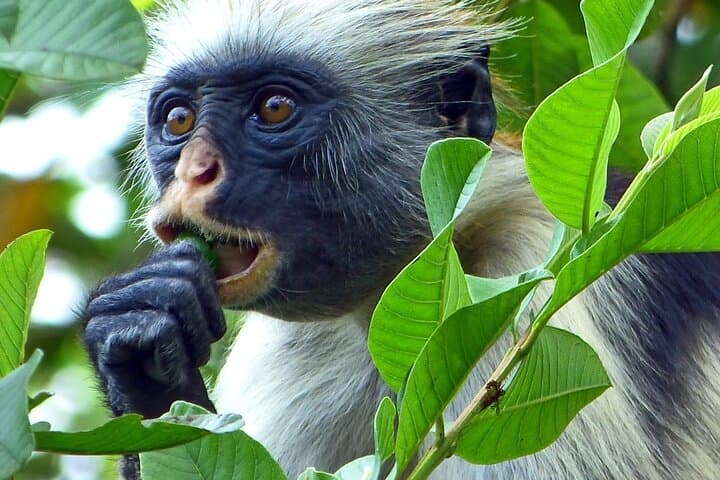 Zanzibar Full-Day: Private Dolphin Tour, Jozani Forest, Paje Beach & Kuza Cave photo 4