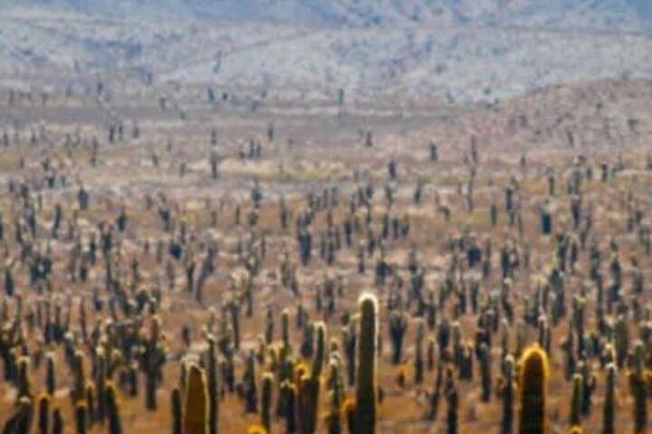 Cachi Day Trip from Salta: Cuesta del Obispo, Los Cardones & Puna Desert photo 4