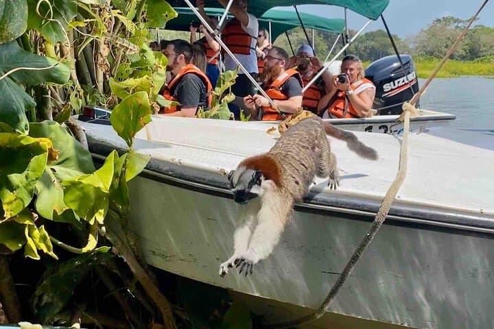 Gamboa Mono Island Wildlife Cruise & Jungle Walk