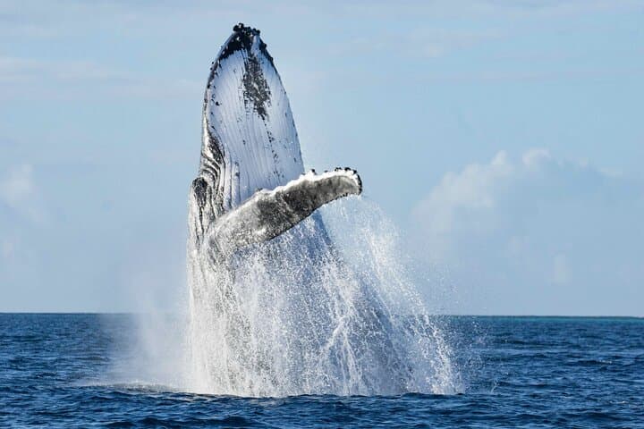 Private Humpback Whale Watching Tour from La Paz with Marine Biologist