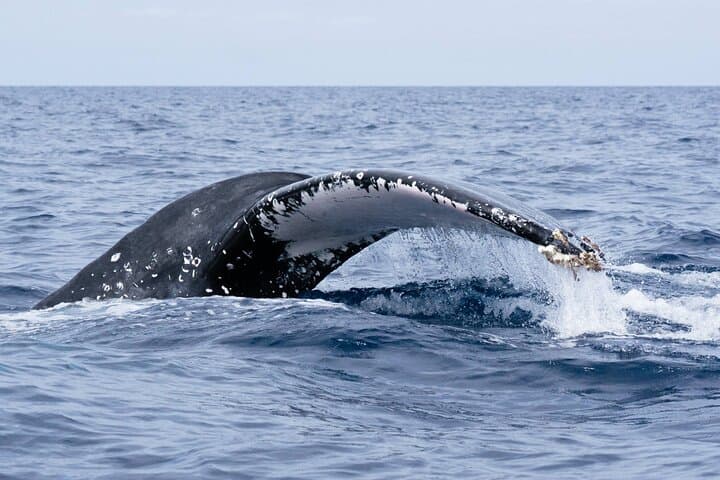 Private Humpback Whale Watching Tour from La Paz with Marine Biologist photo 5