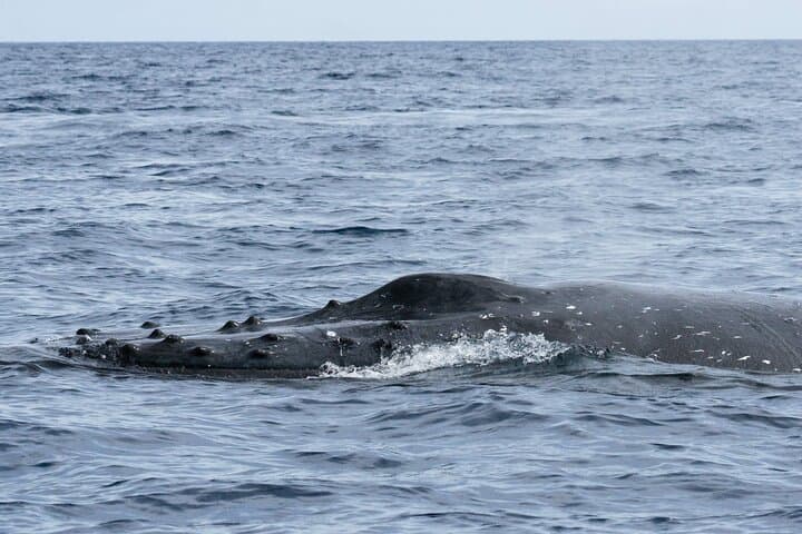Private Humpback Whale Watching Tour from La Paz with Marine Biologist photo 6
