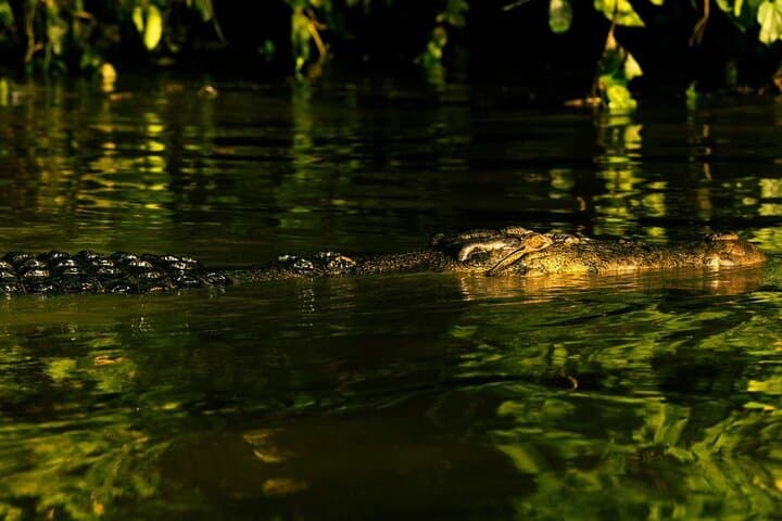 3-Day Kinabatangan Wildlife Escape: Sepilok Orangutan, Sun Bear & Bilit River Lodge photo 3