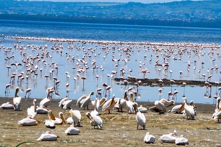Exploring Kenya’s Rift Valley: 2-Day Adventure Through Hell’s Gate, Lake Naivasha, and Lake Nakuru