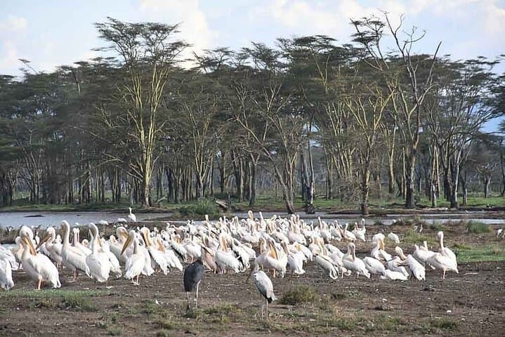 Exploring Kenya’s Rift Valley: 2-Day Adventure Through Hell’s Gate, Lake Naivasha, and Lake Nakuru photo 5