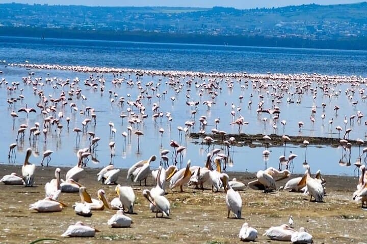 Exploring Kenya’s Rift Valley: 2-Day Adventure Through Hell’s Gate, Lake Naivasha, and Lake Nakuru photo 6