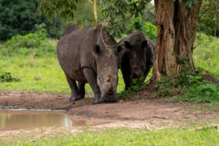 6-Day Big Five Safari and Chimpanzee Tracking in Uganda photo 3