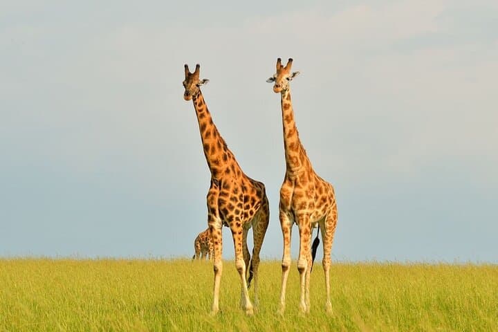 6-Day Big Five Safari and Chimpanzee Tracking in Uganda photo 4