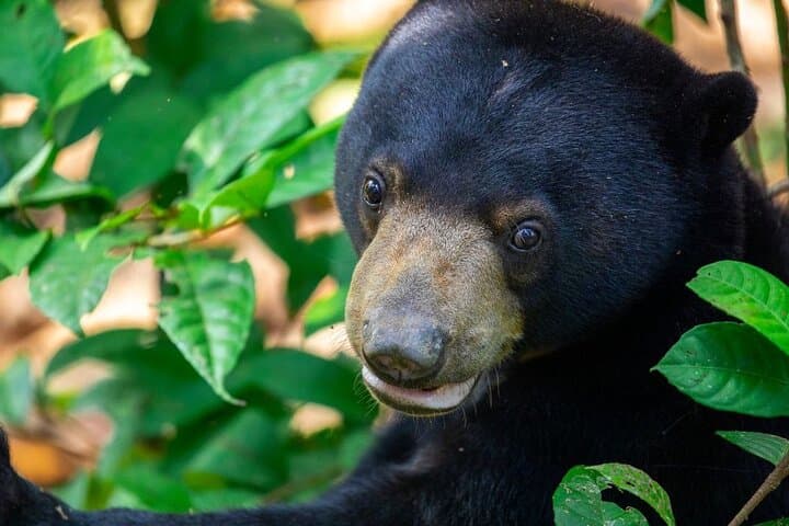 Sandakan to Kinabatangan River Wildlife Safari: 2-Day Sepilok & Bilit Lodge Adventure photo 2