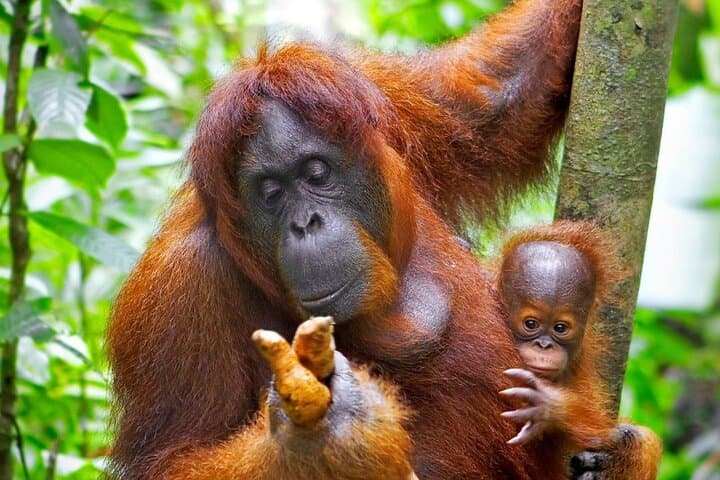 Sandakan to Kinabatangan River Wildlife Safari: 2-Day Sepilok & Bilit Lodge Adventure photo 4