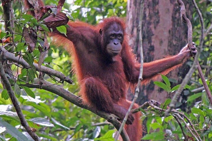 Sandakan to Kinabatangan River Wildlife Safari: 2-Day Sepilok & Bilit Lodge Adventure photo 3